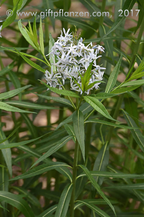 Heller Blaustern (Amsonia illustris)