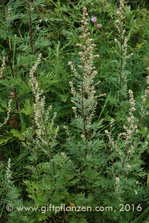 Gemeiner Beifu Artemisia vulgaris