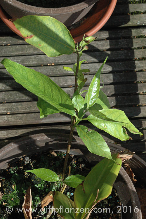 Banisteriopsis caapi Brasilianische Ayahuasca-Liane