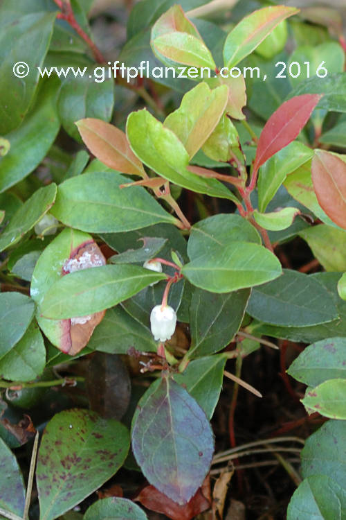 Amerikanisches Wintergrün (Gaultheria procumbens)