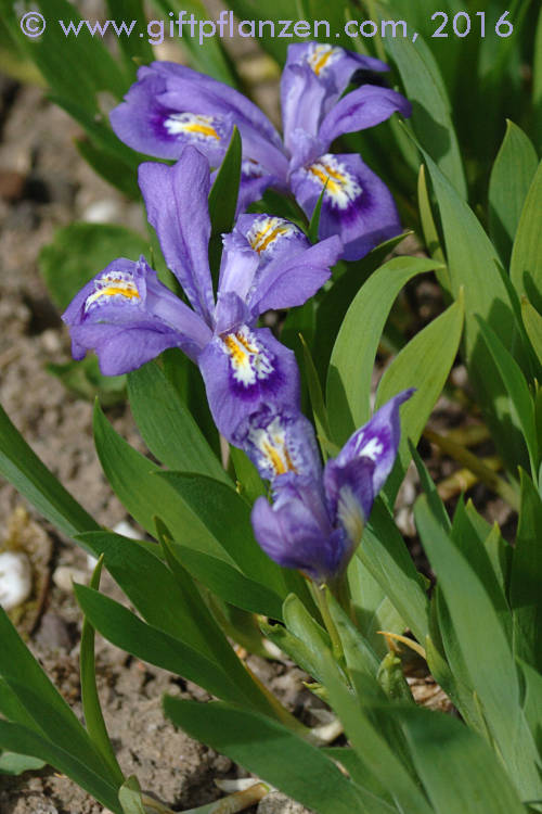 Appalachen-Zwergiris Iris cristata