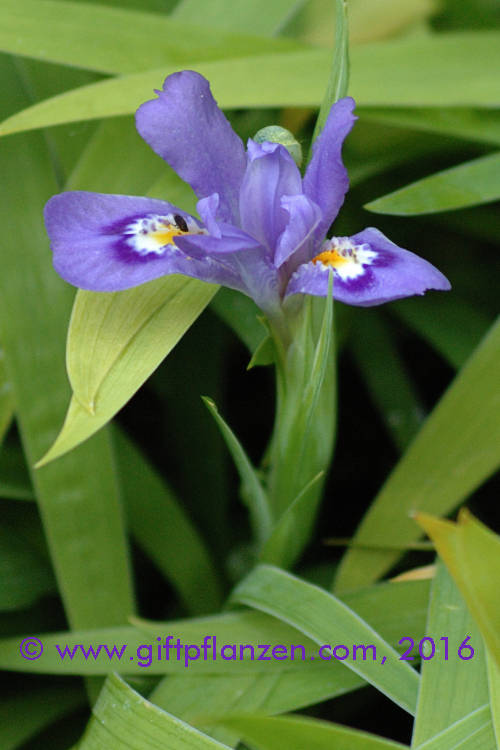 Amerikanische Zwergschwertlilie (Iris lacustris)