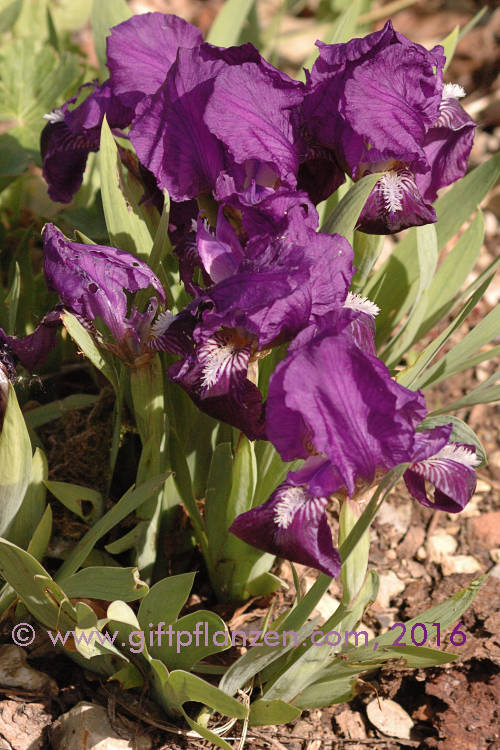 Europäische Zwergschwertlilie (Iris pumila)