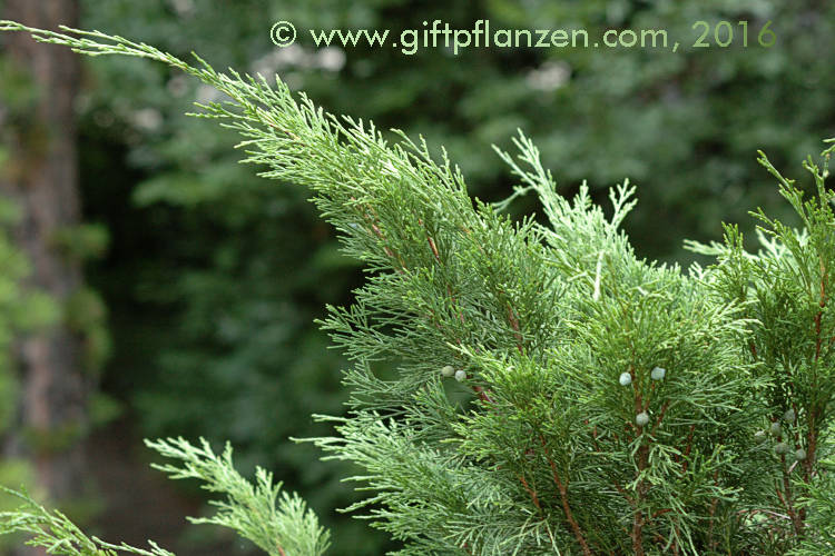 Sadebaum (Juniperus sabina)