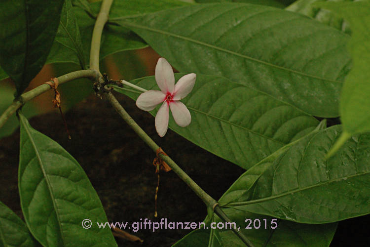Birma-Kopsie (Kopsia fruticosa)