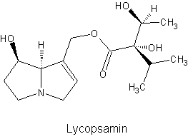Lycopsamin