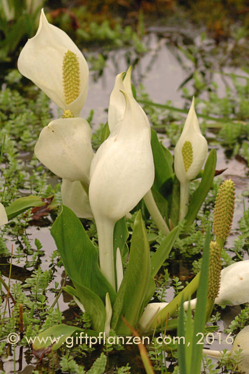 Kamtschatka-Schlangenwurz (Lysichiton camtschatcensis)