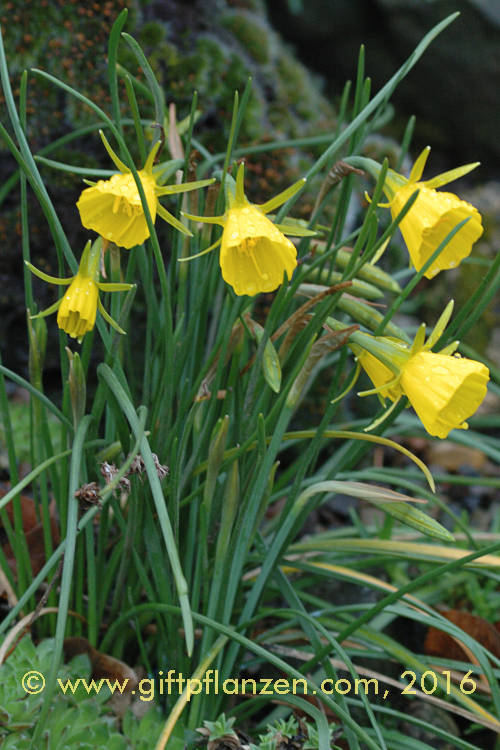 Reifrocknarzisse (Narcissus bulbocodium)