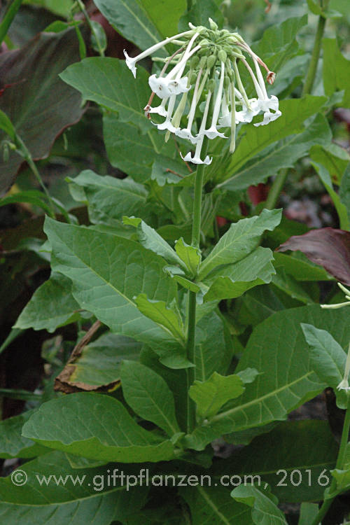 Dufttabak (Nicotiana sylvestris)