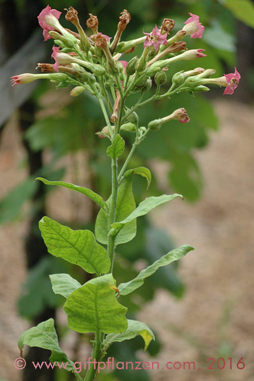 Virginischer Tabak (Nicotiana tabacum)