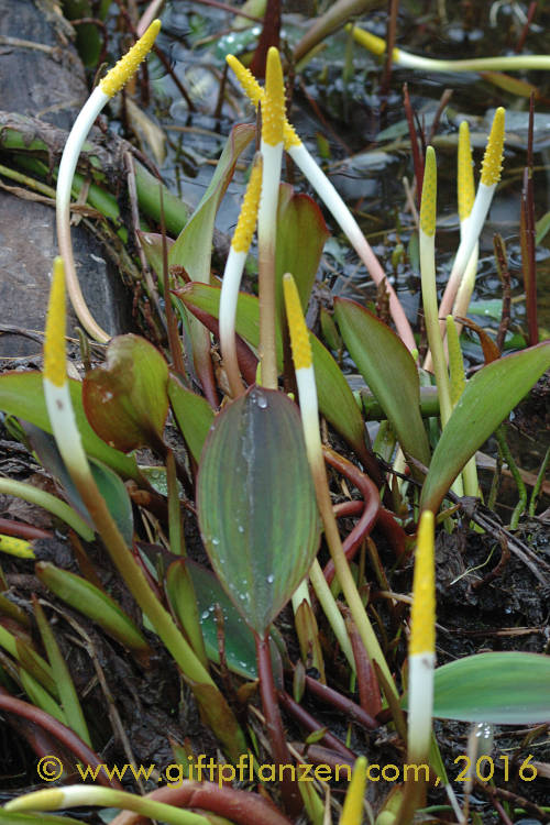 Wassergoldkeule (Orontium aquaticum)