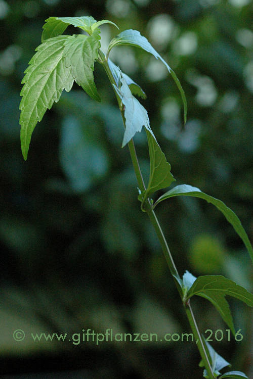 Nierenteepflanze Orthosiphon aristatus