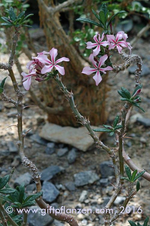 Fleischige Wüstenrose (Pachypodium succulentum)