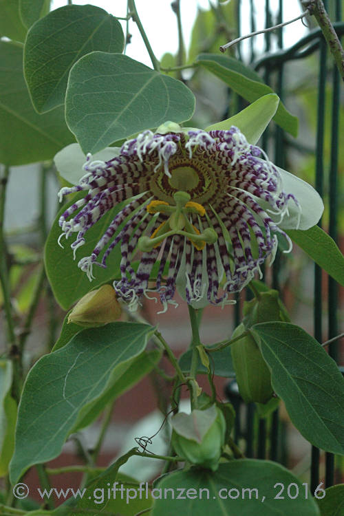 Seeanemonenpassionsblume (Passiflora actinia)