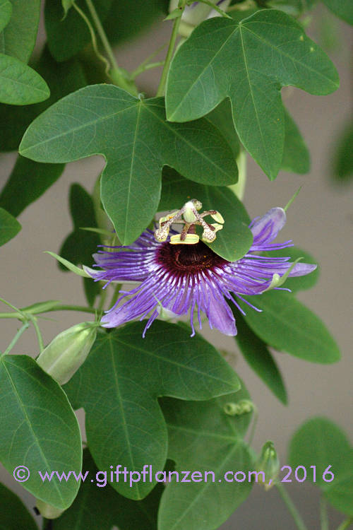 Amethystblaue Passionsblume (Passiflora amethystina)