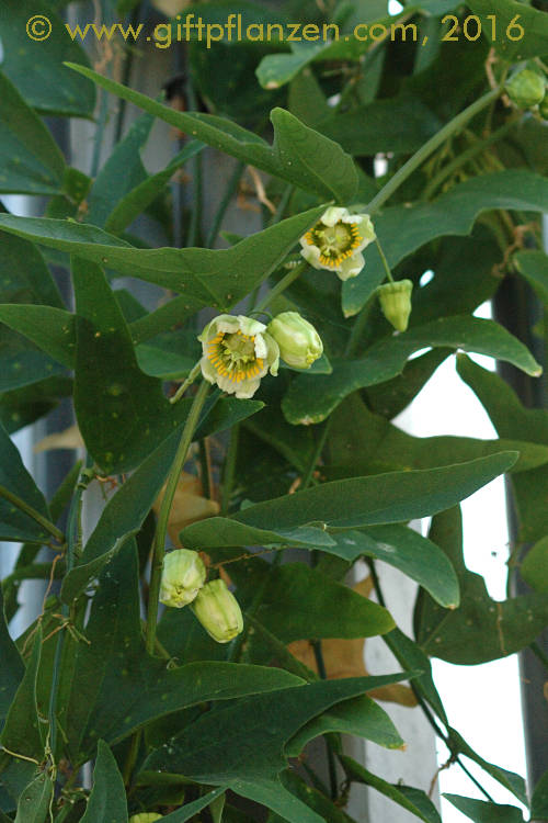 Pärchenblütige Passionsblume (Passiflora biflora)