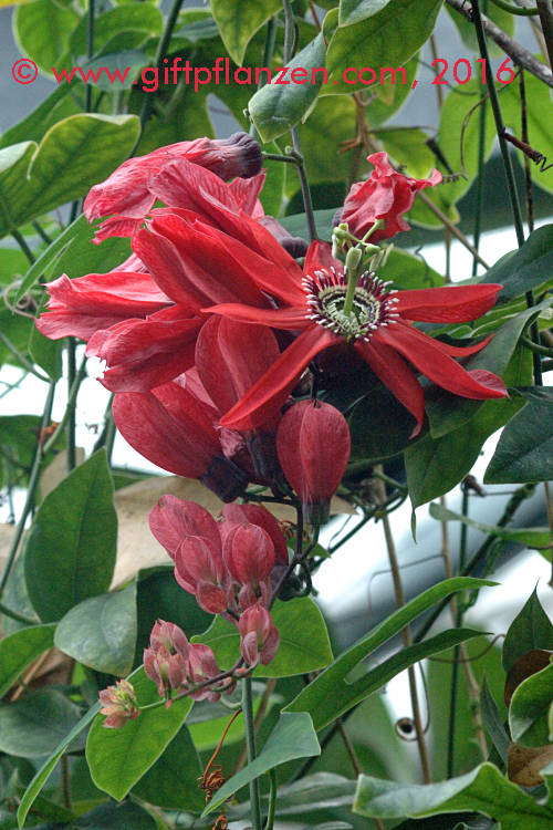 Rote Passionsblume (Passiflora racemosa)