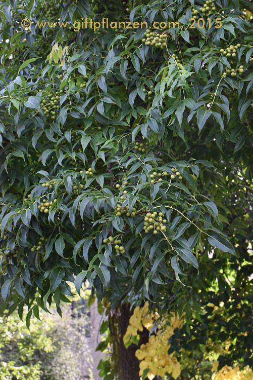 Amurkorkbaum (Phellodendron amurense)