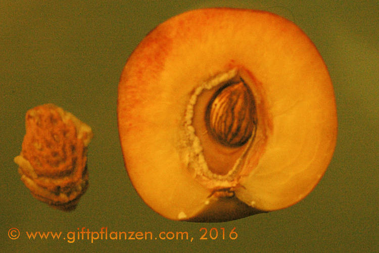 Steinobst Pfirsich (Prunus persica)