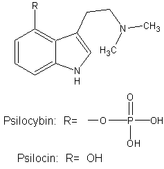 Psilocybin und Psilocin