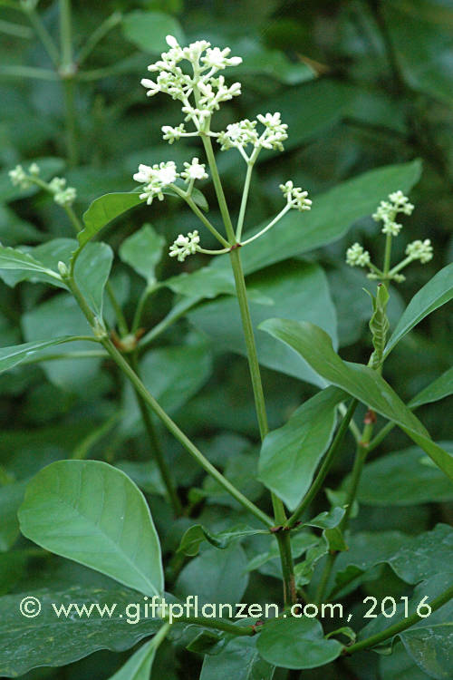 Java-Rauschkaffee (Psychotria viridiflora)