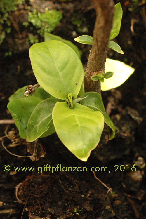 Chacruna (Psychotria viridis)