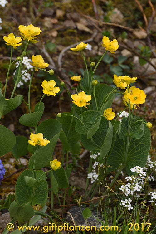 Schildblttriger Hahnenfu (Ranunculus thora)