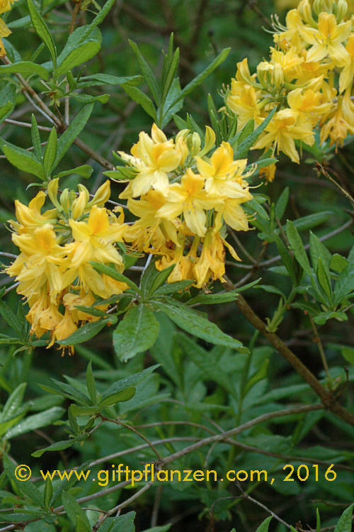 Gelbe Alpenrose (Rhododendron luteum)