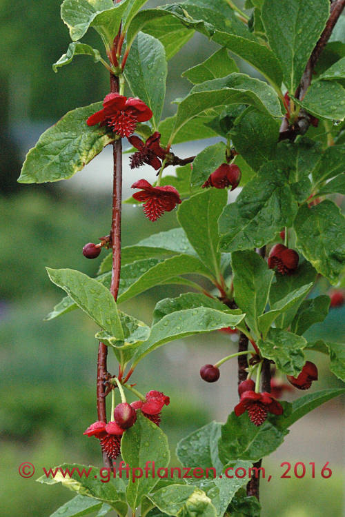 Rotes Spaltkrbchen (Schisandra rubriflora)