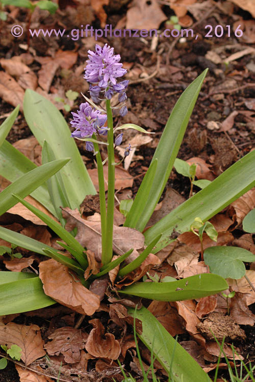Pyrenenblaustern (Scilla lilio-hyacinthus)