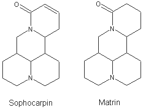 Sophocarpin und Matrin