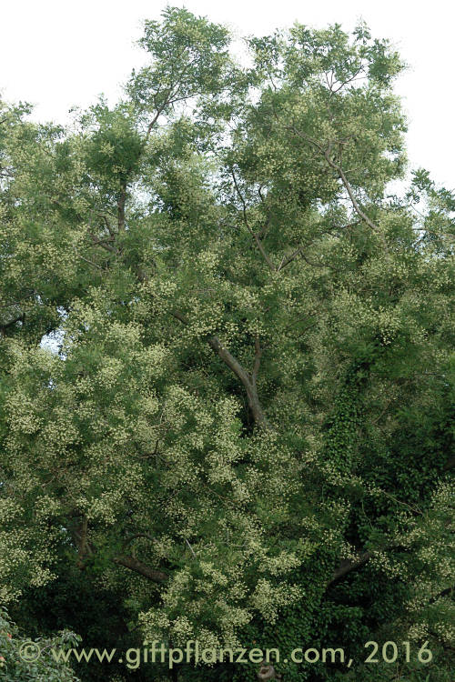 Japanischer Schnurbaum (Sophora japonica)
