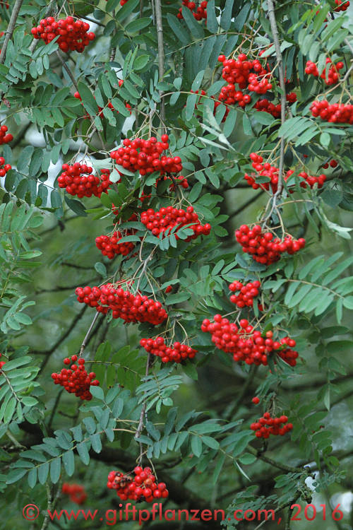Gemeine Eberesche (Sorbus aucuparia)