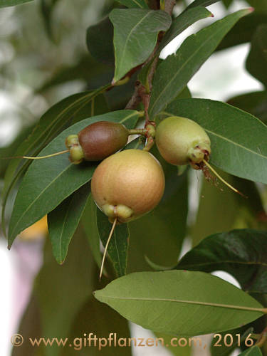 Rosenapfel (Syzygium jambos)