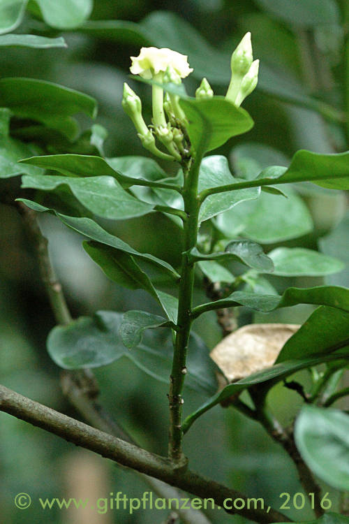 Mittelamerikanischer Oleander (Thevetia ahouai)