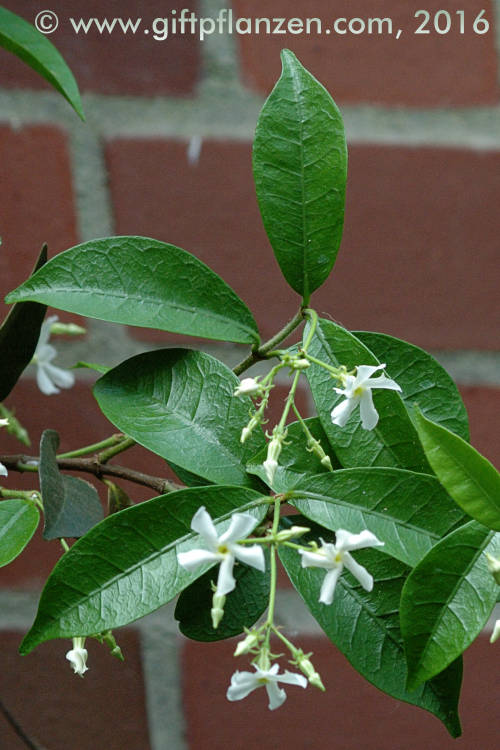 Sternjasmin (Trachelospermum jasminoides)