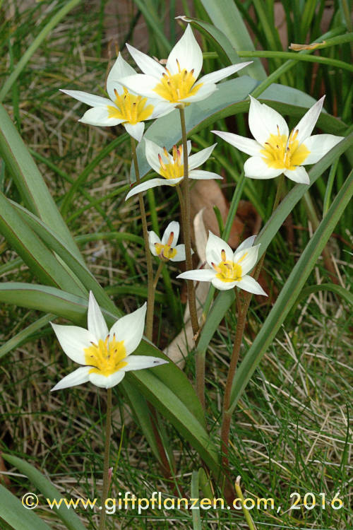 Kaspische Zwergtulpe (Tulipa biflora)