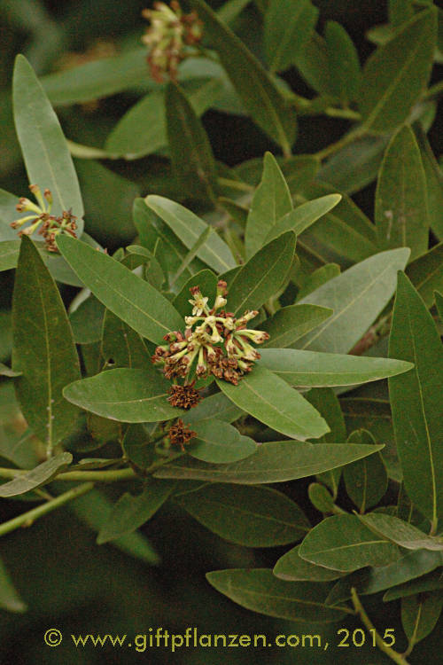 Kalifornischer Lorbeer (Umbellularia californica)