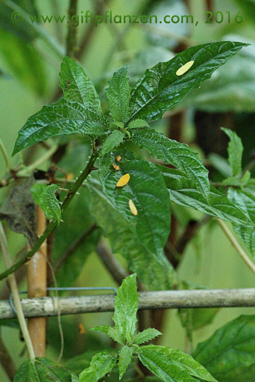 Karibischer Nesselbaum (Urera baccifera)