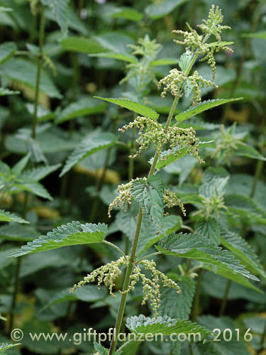 Groe Brennessel, mnnlich (Urtica dioica)