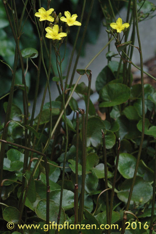 Aufrechte Moorblume (Villarsia exaltata)