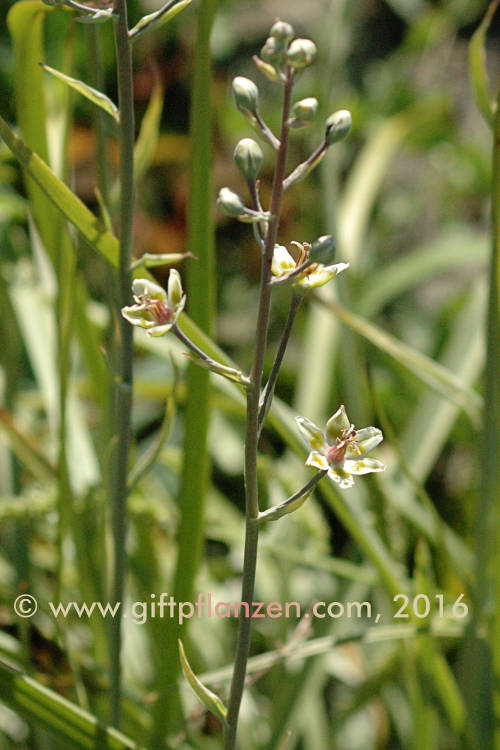 Zierliche Jochlilie (Zigadenus elegans)